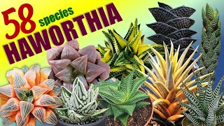 58 HAWORTHIA SPECIES  HERB STORIES [upl. by Nema879]