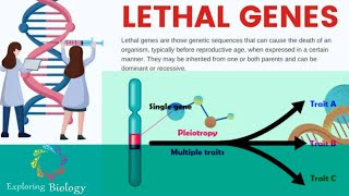 Lethal genes amp Pleiotropy Genes in Tamil [upl. by Garrek]