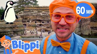 Blippi Learns About Penguins at the Zoo   Blippi  Shows for Kids  Explore With Me [upl. by Amar967]