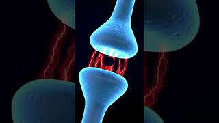 3D Animation of Nerve Impulse Transmission Across Synapses  Biology of Neurons GrowUpPharma [upl. by Cataldo]