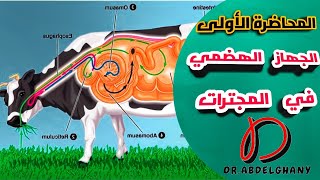 المحاضرة الأولى مقدمة فى الجهاز الهضمي للمجترات Ruminant Digestive System [upl. by Haven]