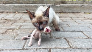 A men fed a stray mother cat for over a week and as a reward it brought its kittens to his shop [upl. by Elleira]