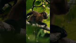 Seeing monkeys in the Amazon  Blackhooded Capuchins 🐒 [upl. by Macmahon238]