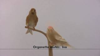 Organetto mutaz Ino  Carduelis flammea [upl. by Hsivat]