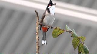 紅耳鵯 Redwhiskered Bulbul [upl. by Nwahsel]