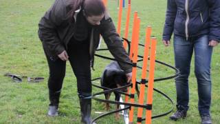 Gruppo Agility SCL 2012 [upl. by Janis]