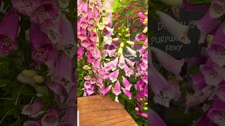 RHS Tatton Park Flower Show 2024 [upl. by Rouvin504]