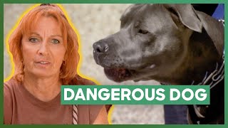 Tia Helps One Of The Most Dangerous Dogs Shes Ever Met  Pit Bulls amp Parolees [upl. by Audi]