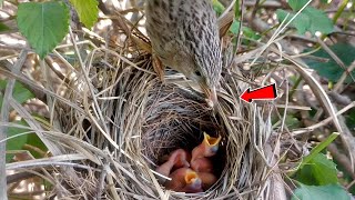 Asian babbler baby folding their necks when mother took food BirdPlusAnimals [upl. by Adabelle559]