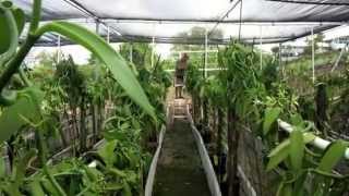 Vanilla Bean Farm Tour in KailuaKona Hawaii For Sale [upl. by Stilla]