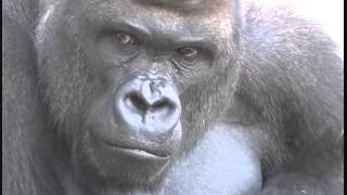 ２０１２年ブレーク前のシャバーニ（東山動物園）イケメンゴリラ [upl. by Yriek]