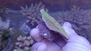 Montipora capricornis lima 2 coral gandalf [upl. by Marteena881]