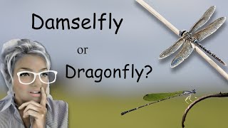 Damselfly or Dragonfly Whats the difference [upl. by Dleifxam516]