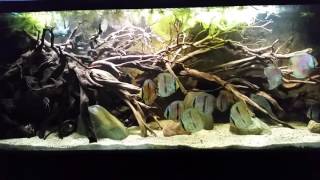 150 Rio Negro biotope update [upl. by Nylsirhc]