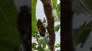 Cicada on the olive tree  Zikade am Olivenbaum 🦗 shorts cicada cicadas [upl. by Courtland]