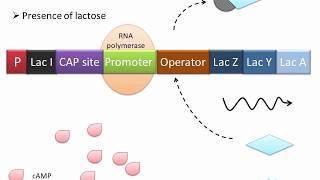 Catabolite Repression Hindi Regulation of lac operon by cAMP and CAP [upl. by Leeke386]