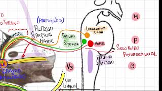 Nervio facial conceptos básicos [upl. by Gnoc]
