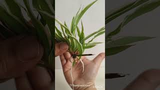 🪴Tips to Successfully Propagate Spider Plants in Water gardening plants indoorplants plant tips [upl. by Aikemahs]