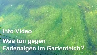 Fadenalgen im Gartenteich  Was tun um Fadenalgen zu bekämpfen  VideoInfo lesen [upl. by Ulund408]