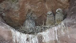 Owl Nest on a Cliff [upl. by Dorice157]