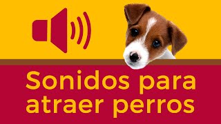 Sonidos Que a Los Perros Les Encanta Escuchar [upl. by Isteb995]