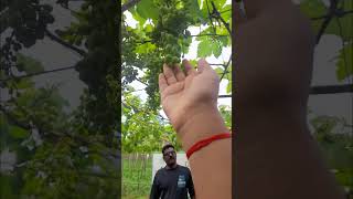 Cumbum Grapes farm beautiful grapes farm cumbum theni route tamilnadumalayalam nimmyashwin873 [upl. by Pernas]