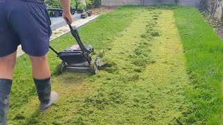 Ryegrass Lawn Height Of Cut RESET  Did I Go Too Far [upl. by Ailet209]