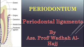 4 Periodontium  2 Periodontal ligaments  Dr Wadhah Periodontology lectures د وضاح الحاج [upl. by Rothstein]