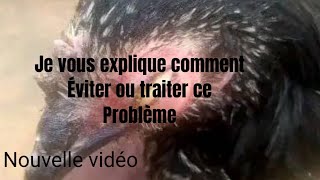 Élevage de poulets  comment traiter ou prévenir ce mal  maladie de coryza [upl. by Eenahs657]