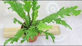 Asplenium nidus  Nestfarn BirdsNest Fern [upl. by Atreb]