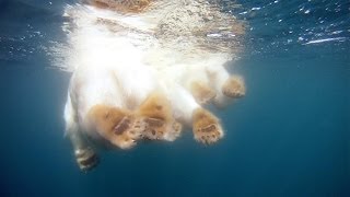 GoPro Polar Bears  The Quest for Sea Ice [upl. by Yeltnarb]