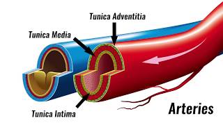 Blood vessels  Structure amp Function  GCSE PE [upl. by Nimrak]