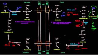 Fatty Acid Synthesis Part 2 of 12  Transport of Acetyl CoA From Mitochondria to Cytosol [upl. by Hercules]