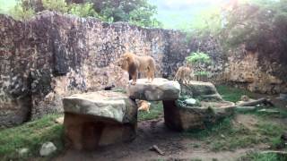 León Rugiendo En El Zoológico De Cali [upl. by Alleusnoc]