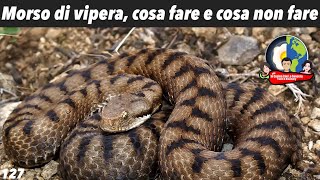 Morso di vipera cosa fare e cosa non fare [upl. by Otrebile455]