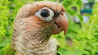 Talking Conure Birds Sounds  green conure bird singing voice to day so fun [upl. by Saideman765]