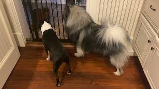 Boston Terrier and Keeshond Bark To Greet Their Daddy When He Comes Home [upl. by Rodgers]