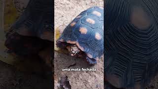 A história do jabuti turtle jabuti jabutipiranga chelonoidiscarbonaria quelonio [upl. by Naegem53]