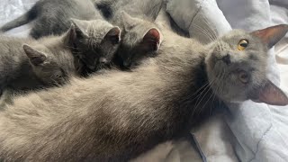 3 petits chats Chartreux naissance et évolution [upl. by Ydne]