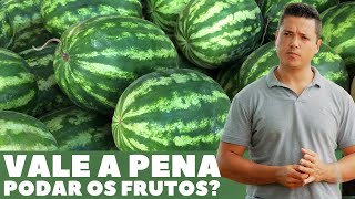 Quantos frutas deixar por pé de melancia [upl. by Yelha]