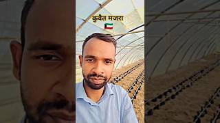 कुवैत की खेतीKuwait farming trending reel Majra 🇰🇼 [upl. by Charpentier]