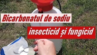 Bicarbonatul de sodiu în grădină insecticid și fungicid [upl. by Eahsel]