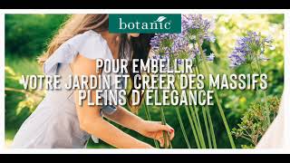 Des agapanthes cultivées en France à marque botanic® CitoyensDeLaNature [upl. by Dustan]