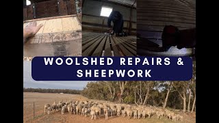 Woolshed Repairs amp Sheep Work [upl. by Okeim]