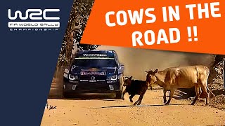 World Champion rally driver finds COWS in the road [upl. by Standish]