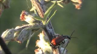 Thrips and Anthocomus rufus [upl. by Tito]