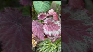 grow Rex begonia in summers gardeningaesthetics plants terracegarde gardeningideas gardening [upl. by Karon]