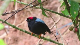 The Longtailed Manakin  Stunning bird known for its famous dance [upl. by Nnylrahc]