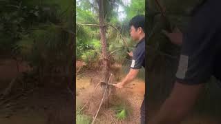 Pine sapling side branch pruning process Good tools and machinery can increase work efficiency [upl. by Tumer]