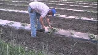 Watermelon Farming ByMichael Mirabella [upl. by Atnauq]